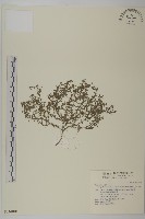 藏品(石胡荽、吐金草)的圖片