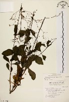 藏品(土人參)的圖片