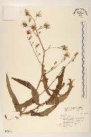 藏品(鵝仔草)的圖片