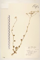 藏品(一枝香)的圖片