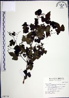 藏品(漢氏山葡萄)的圖片