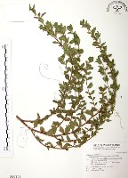 藏品(克非亞草)的圖片