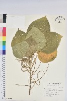 藏品(紅頭鐵莧)的圖片