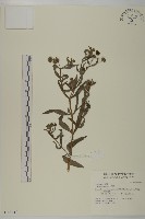 藏品(鱧腸)的圖片