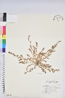 藏品(千根草)的圖片