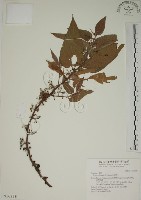 藏品(山黃麻)的圖片