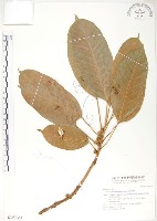 藏品(大葉雀榕、大葉赤榕)的圖片