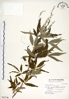 藏品(黃荊)的圖片