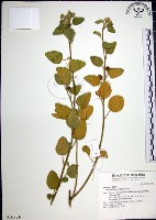 藏品(圓葉金午時花)的圖片