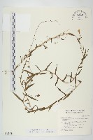 藏品(戟葉菜欒藤)的圖片