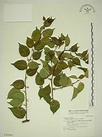 藏品(亞洲濱棗)的圖片