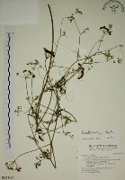 藏品(玉山茴香)的圖片