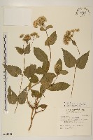 藏品(田代氏澤蘭)的圖片