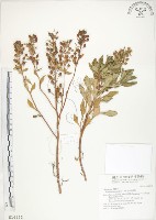 藏品(茅毛珍珠菜)的圖片