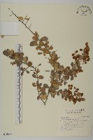 藏品(北仲, 刺裸實)的圖片