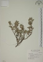 藏品(水芫花)的圖片