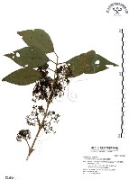 藏品(杜虹花，台灣紫珠)的圖片