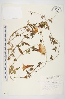 藏品(番仔藤)的圖片