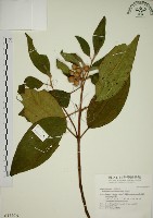 藏品(野牡丹)的圖片