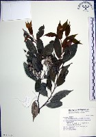 藏品(紅皮、葉下白、赤仔尾)的圖片