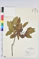 藏品(白臼)的圖片