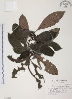 藏品(九節木、牛屎烏、青龍吐霧)的圖片