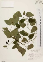 藏品(千金藤、金線吊烏龜)的圖片