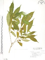 藏品(天仙果、臺灣榕)的圖片