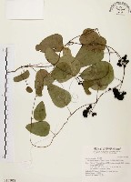 藏品(千金藤、金線吊烏龜)的圖片