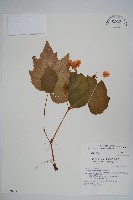 藏品(裂葉秋海棠)的圖片