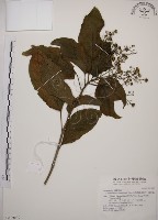 藏品(大青)的圖片