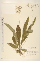 藏品(刀傷草)的圖片