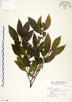 藏品(菲律賓榕)的圖片