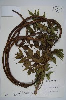 藏品(山菜豆)的圖片