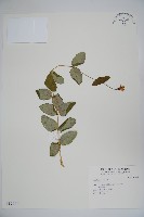 藏品()的圖片