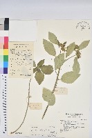 藏品(白苞猩猩草)的圖片