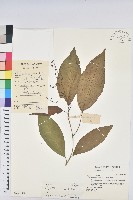 藏品(印禪三寶木)的圖片