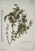 藏品(小葉黃鱔藤)的圖片