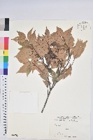 藏品(長尾栲、長尾柯、長尾尖葉櫧)的圖片