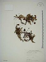藏品(臺灣莓)的圖片