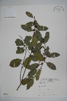 藏品(臺灣糊樗)的圖片