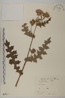 藏品(小薊)的圖片