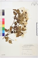 藏品(繡球藤)的圖片