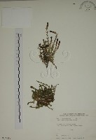 藏品(阿里山龍膽)的圖片