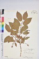 藏品(南燭)的圖片