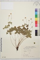 藏品(南湖唐松草)的圖片