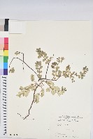 藏品(濱大戟)的圖片