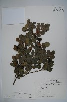 藏品(倒卵葉冬青、金平氏冬青)的圖片