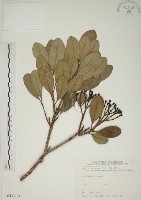 藏品(密脈赤楠)的圖片