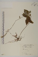 藏品(阿里山鬼督郵)的圖片